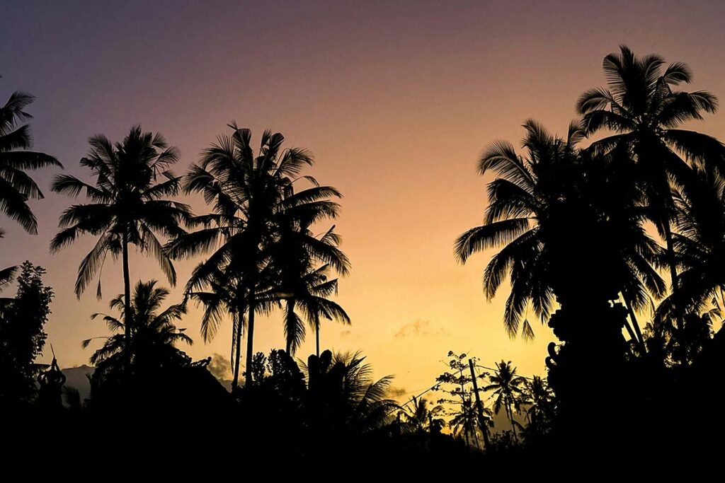 Silhouette of palm trees at sunset